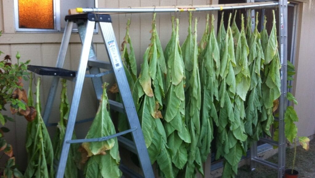 How to Germinate Tobacco Seeds: Best Quick Start Guide! 7 How to Germinate Tobacco Seeds: Best Quick Start Guide! home grown tobacco GuerrillaHomesteader.com