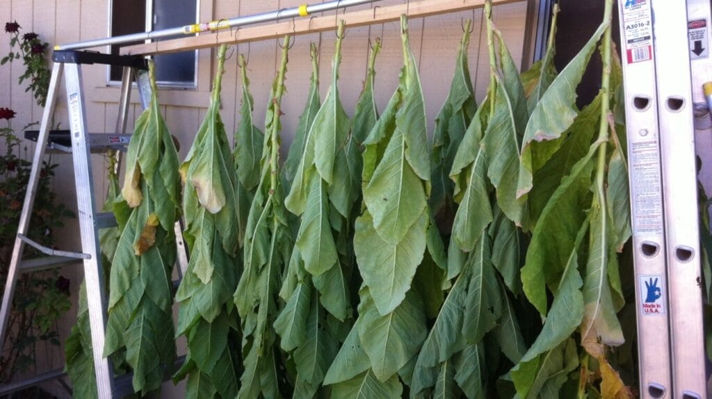 How to Germinate Tobacco Seeds: Best Quick Start Guide! 6 How to Germinate Tobacco Seeds: Best Quick Start Guide! home grown tobacco GuerrillaHomesteader.com