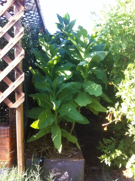 home grown tobacco GuerrillaHomesteader.com