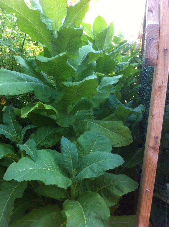How to Germinate Tobacco Seeds: Best Quick Start Guide! 4 How to Germinate Tobacco Seeds: Best Quick Start Guide! home grown tobacco GuerrillaHomesteader.com